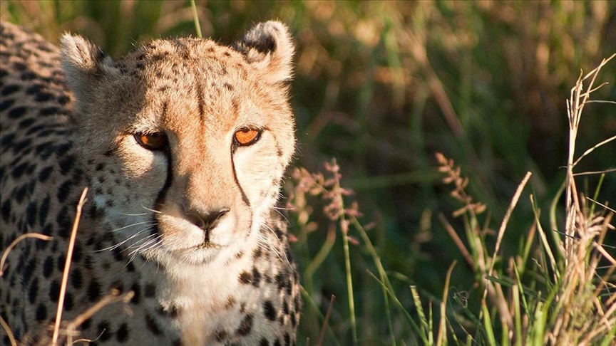 South Africa concludes deal to send cheetahs to India