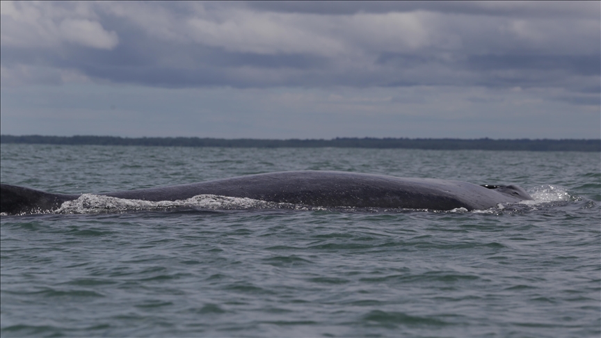 18 mysterious whale deaths on US East Coast in 2 months baffling environmentalists