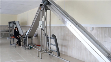 Gurbetçi kadın 50 yıl sonra döndüğü memleketinde organik içecek üretecek 