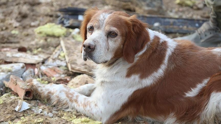 Türkiye: Un sinistré du séisme à Malatya participe aux opérations de secours avec son chien de chasse "Alex"
