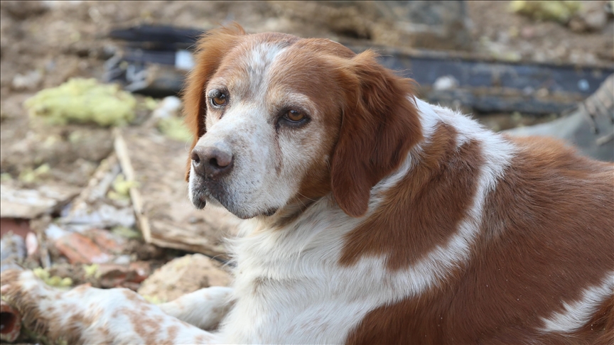 Earthquake survivor in Türkiye's Malatya volunteers in rescue efforts with hunting dog