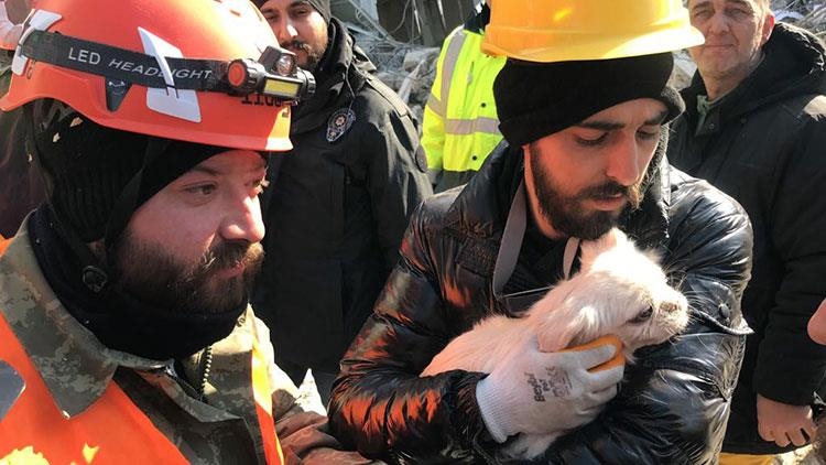 Türkiye : une chienne guide les secouristes jusqu'à l'emplacement de sa maîtresse sous les décombres