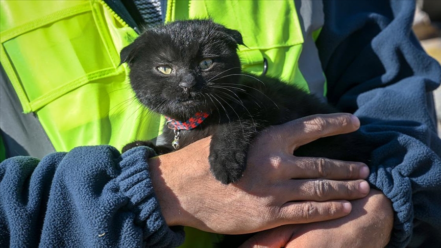 سموها "أمل".. إنقاذ قطة من أنقاض زلزال تركيا بعد 178 ساعة