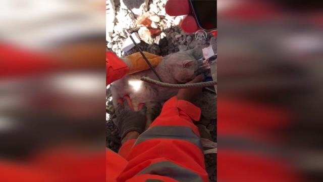 Turkiye: Mačka spašena ispod ruševine deseti dan nakon zemljotresa