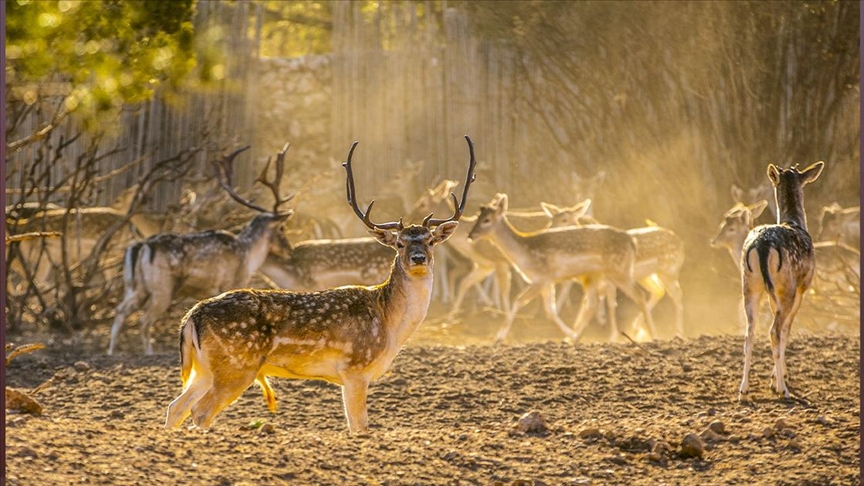 المهندس الراعي.. تونسي يربي "الأيل الأطلسي" لتعزيز السياحة (تقرير)