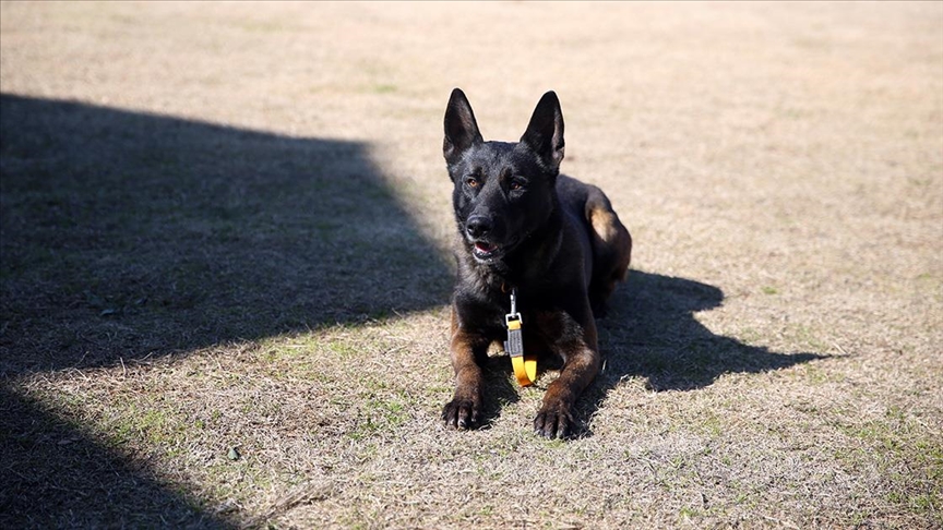 Hırçın köpek "Alfa" aldığı eğitimle enkaz altındaki birçok canlının yerini tespit etti