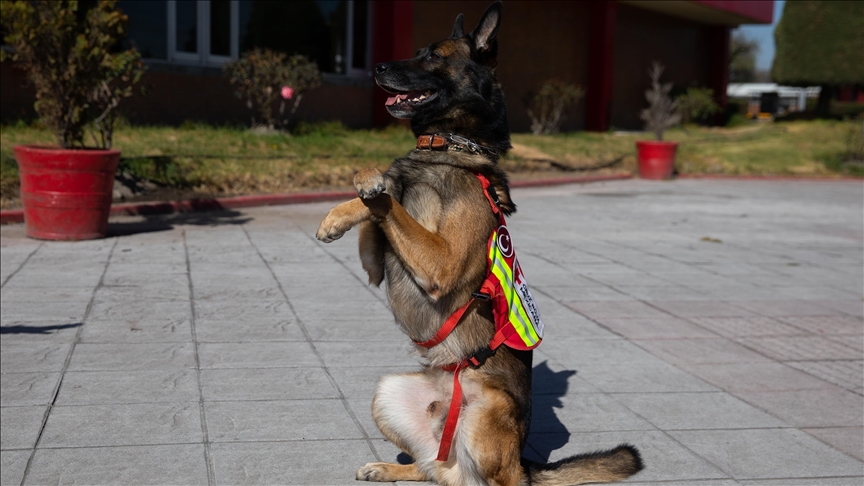 Türkiye quakes: ‘Invaluable sniffer dogs are honed for life with joy for toys'