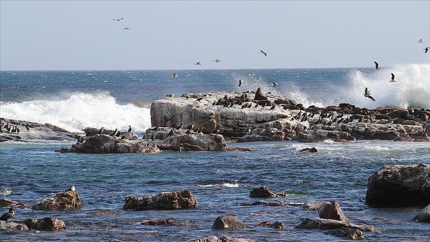 Bird flu kills thousands of sea birds, marine animals in Peru