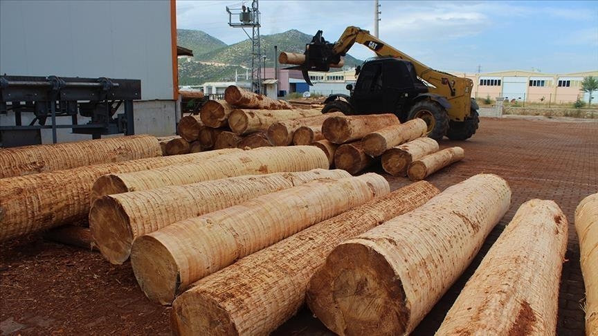 Un trafic de bois français vers la Chine avec la complicité des autorités locales