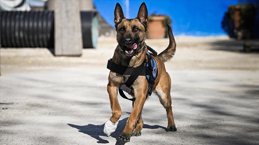 Arama kurtarma sırasında yaralanan Belçika çoban köpeği "Vira" tedavisinin ardından yavrularıyla buluştu