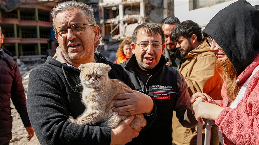 Diyarbakır'da ağır hasarlı siteden kurtarılan kedi sayısı 13'e ulaştı