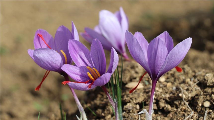 تولید سالانه زعفران در افغانستان به 21 تن رسید