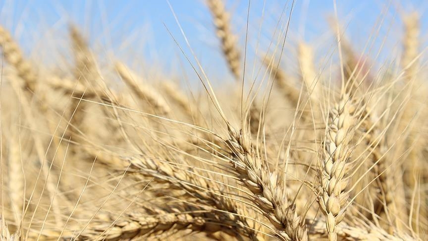 Égypte : les réserves de blé ne seraient suffisantes que pour environ 5 mois