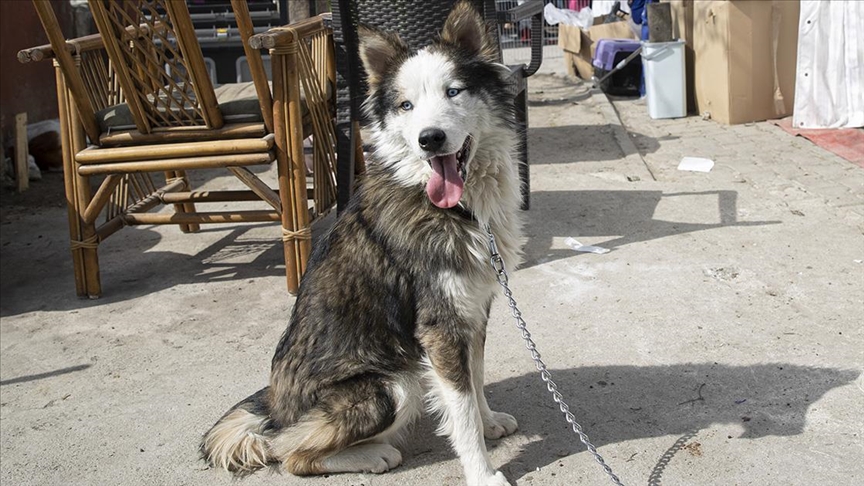 Hatay'da "Aleks" isimli köpek depremin 22. gününde enkazdan canlı kurtarıldı