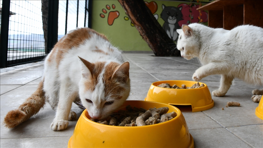 Pets who lost their owners in Türkiye’s earthquakes seek new homes