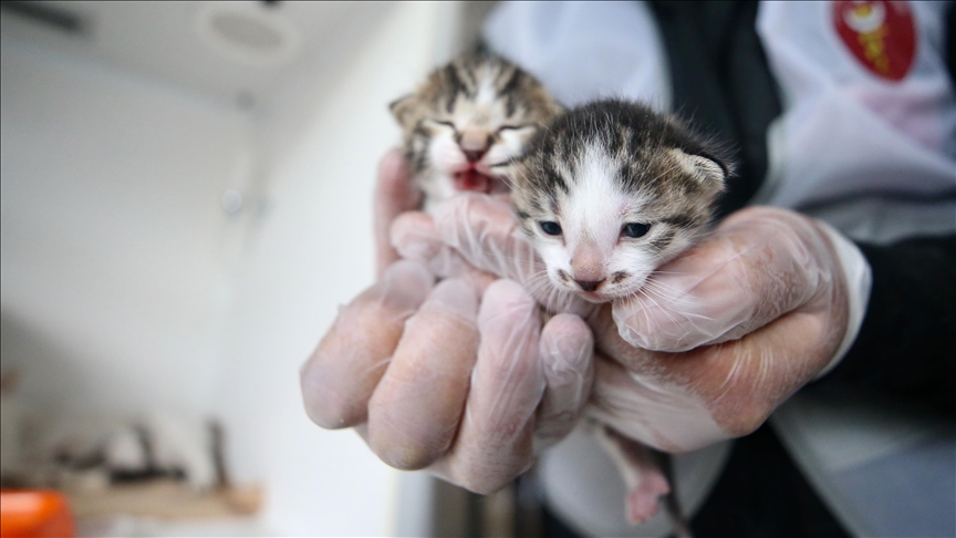 Volunteers rescue over 1,500 animals after earthquakes in Türkiye