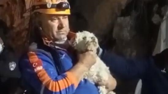В Хатае на 25-й день землетрясений из-под завалов спасли собаку