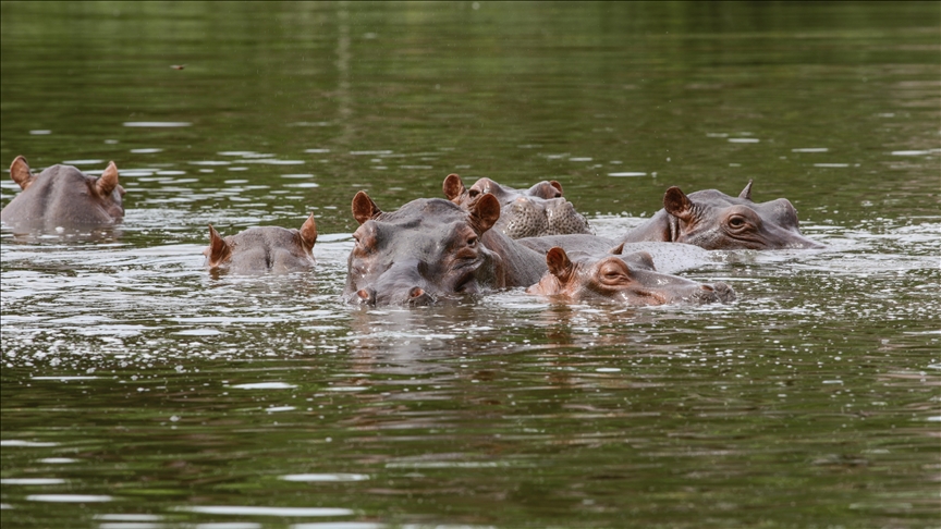 Colombia to relocate 70 of Pablo Escobar's hippos to Mexico, India