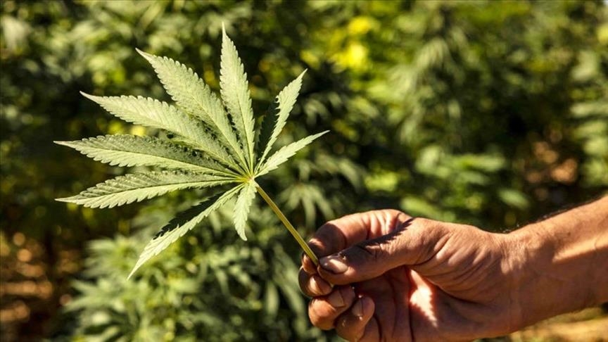 Maroc: Inauguration de la première usine de cannabis à usage alimentaire et médicamenteux