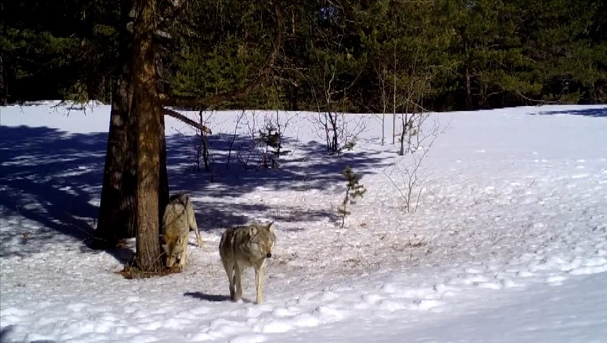 GPS-tracked wolves' lives under study in eastern Türkiye 