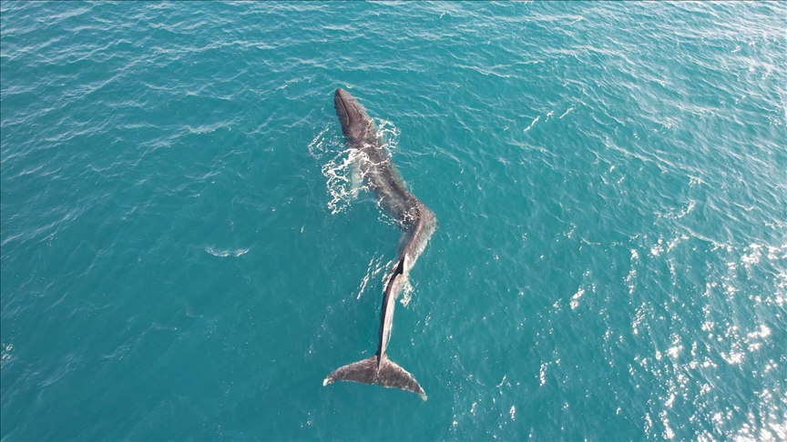 Fin whale with severe scoliosis spotted off coast of Valencia
