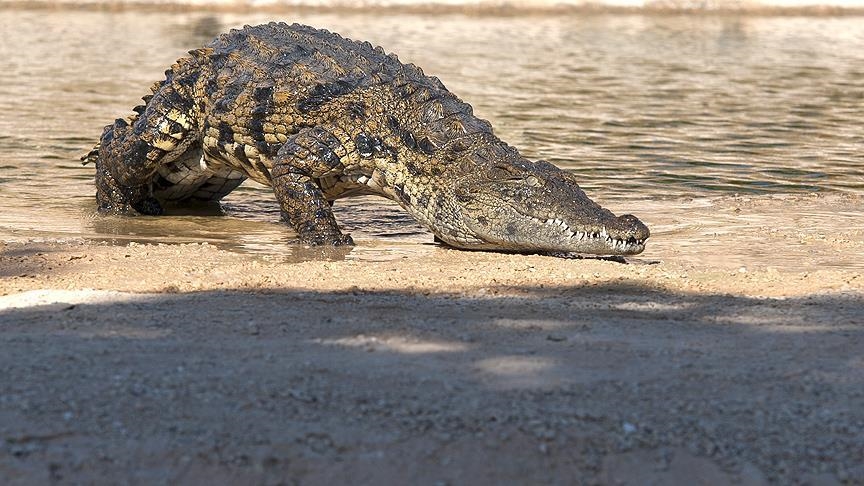 Le lac Kamnarok, deuxième plus grand habitat de crocodiles d'Afrique, s'est asséché