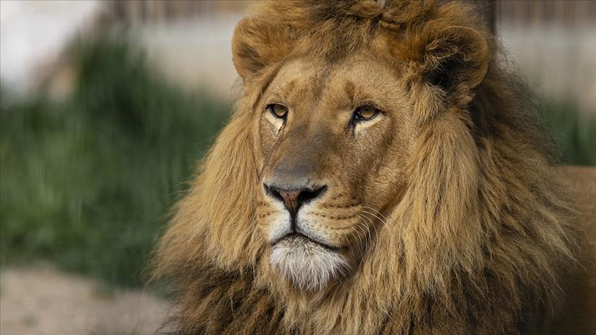 Lion known as 'king of Serengeti' dies at 12