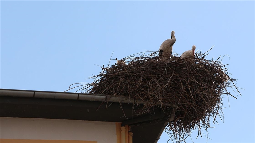 Baharın müjdecisi leylekler Iğdır'da bir okulun çatısına yuva yaptı