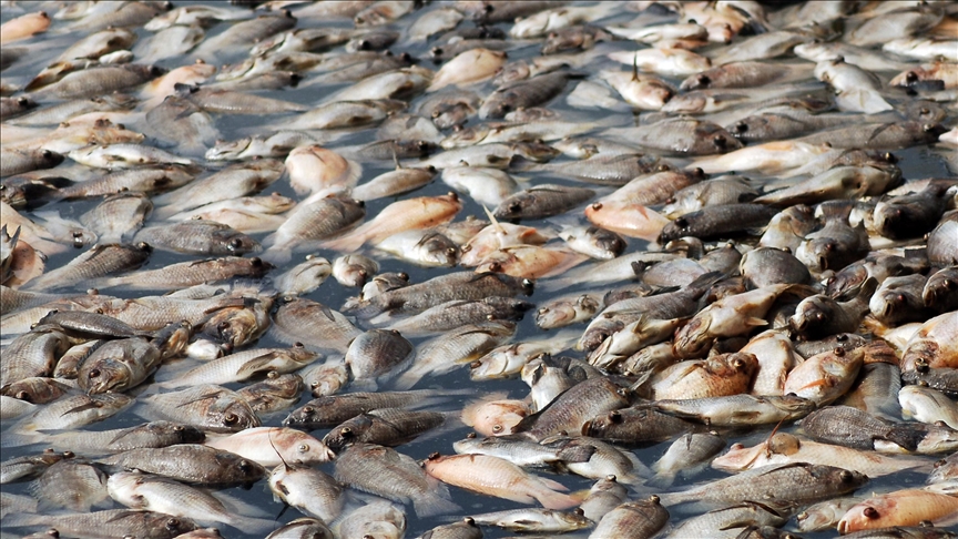 Australia likely to soon begin cleaning up millions of dead fish from New South Wales' river