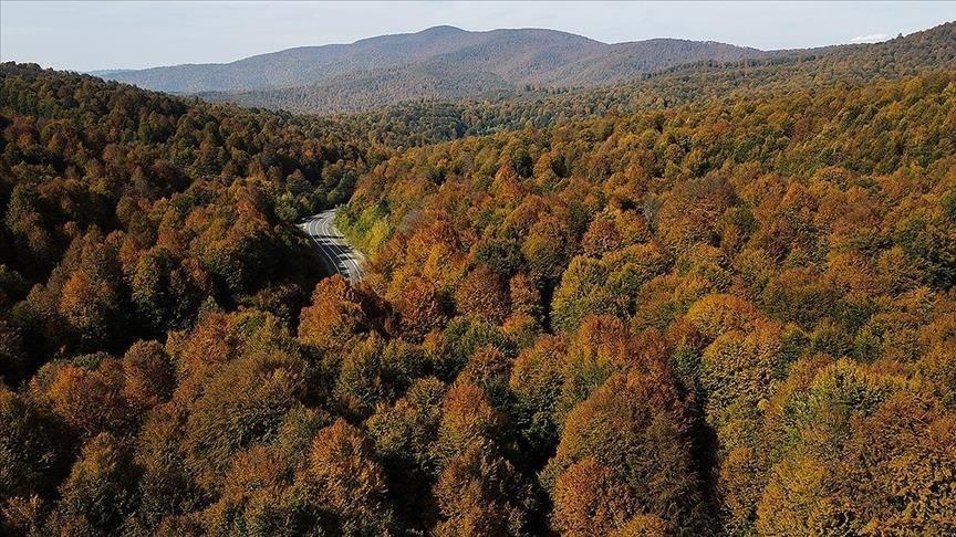 Changements climatiques : La déforestation mise à l’index