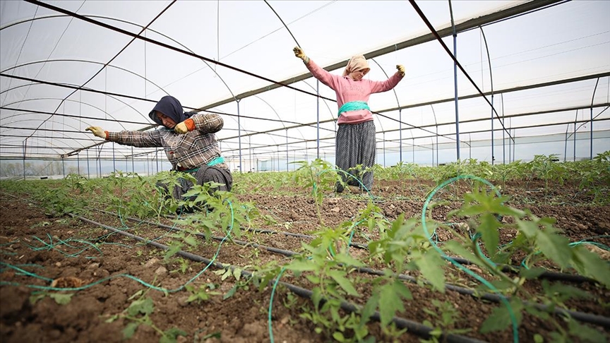 Kahramanmaraşlı çiftçiler seralarında üretime devam ediyor