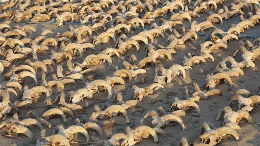 Egypt discovers 2,000 mummified ram heads in ancient temple
