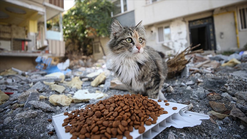 Depremden Etkilenen Hatay'da "can Dostlar"a 55 Ton Mama Desteği Sağlandı