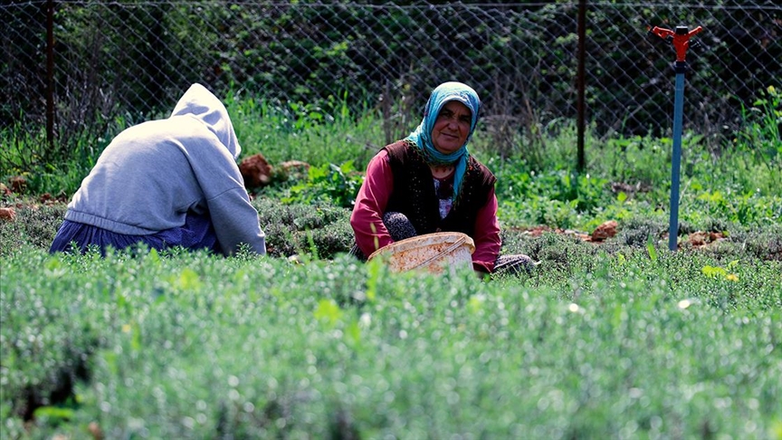 Depremler Hatay'ın Altınözü ilçesindeki zahter üretimini olumsuz etkiledi