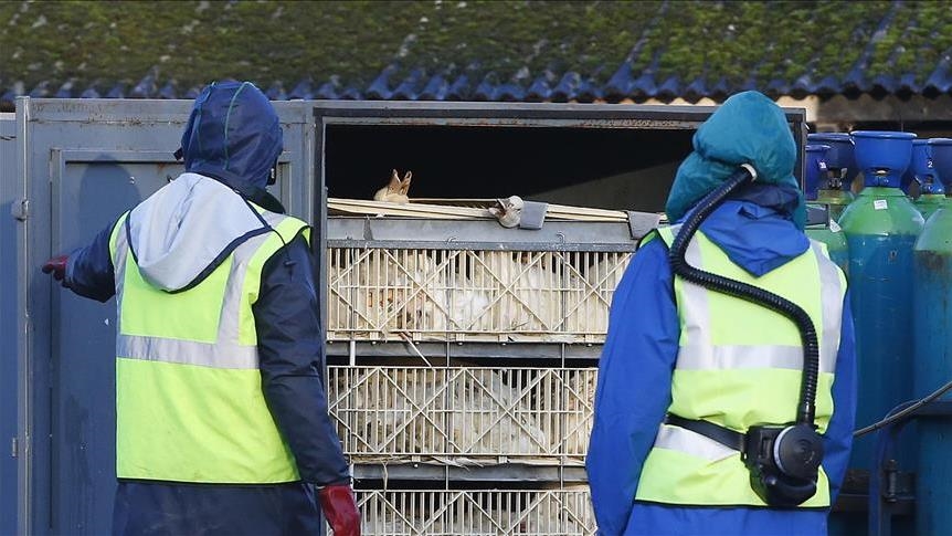 Avian inluenza detected in China’s Zhongshan city