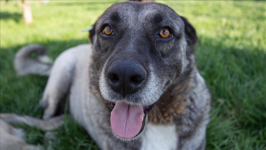 Snoopy, un chien de médiation qui accompagne les patients atteints de cancer