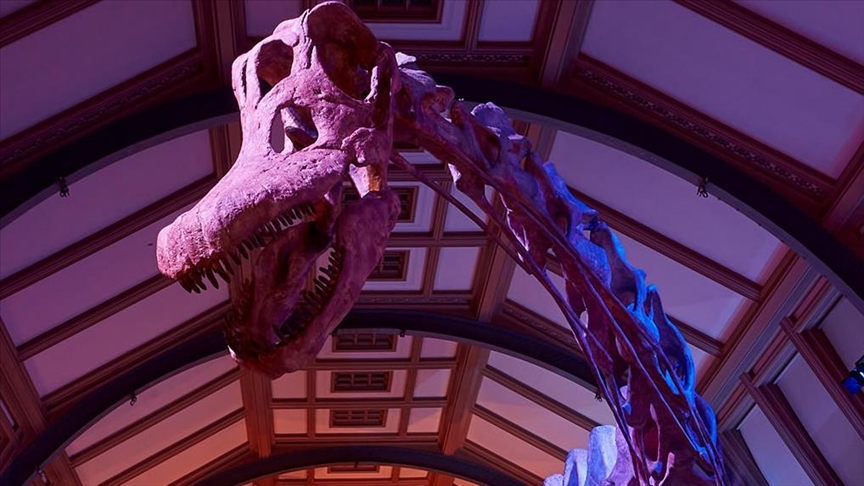 Gigantic Patagotitan dinosaur's skeleton displayed at London museum
