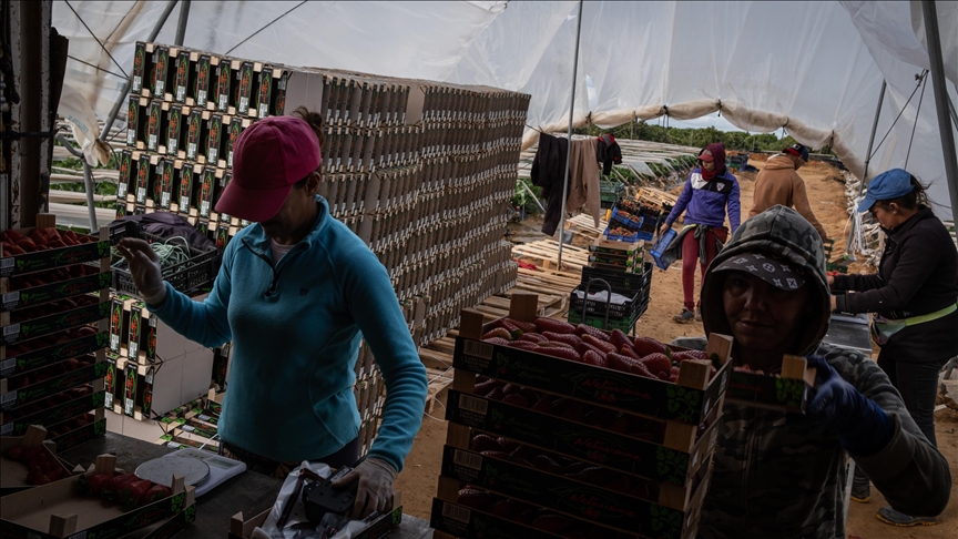 Migrant workers systematically abused in Spanish greenhouses: Report