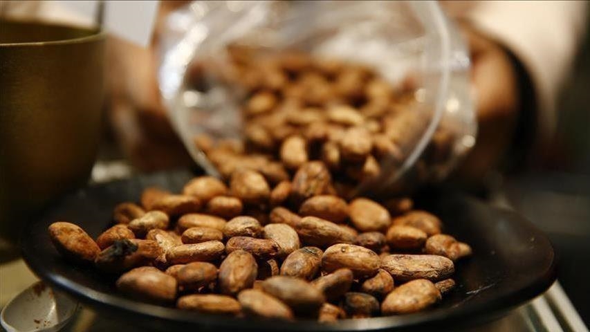 Côte d’Ivoire : la production de cacao en hausse de 5,85%
