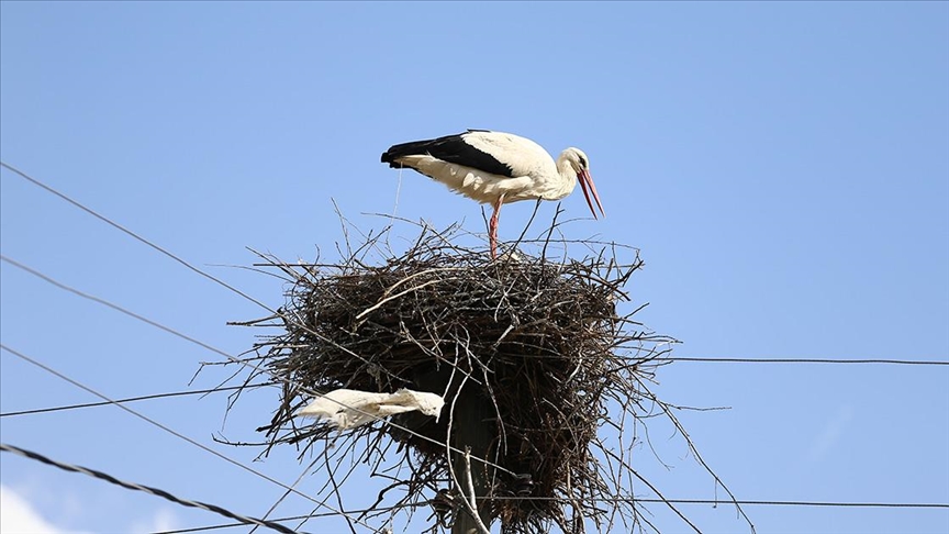 Baharın müjdecisi leylekler Bingöl'deki yuvalarına yerleşti