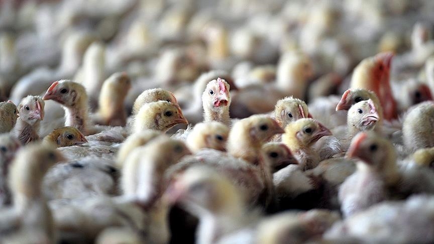 La Gambie confirme un cas de grippe aviaire H5N1 dans une réserve naturelle à proximité de la capitale