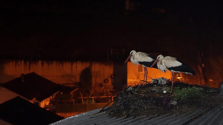 Beykoz'daki caminin kubbesi 11 yıldır leyleklere yuva oluyor