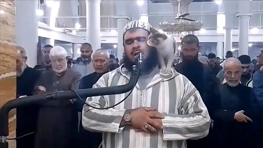 عفوية إمام جزائري وقطة تداعبه تبلغ العالمية وتغزو شبكات التواصل (تقرير)