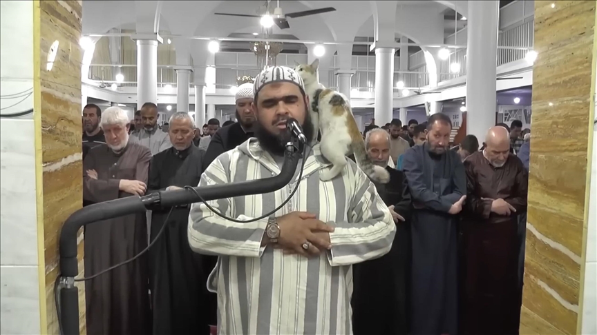 Kitty's climb onto praying Algerian imam goes straight to viral