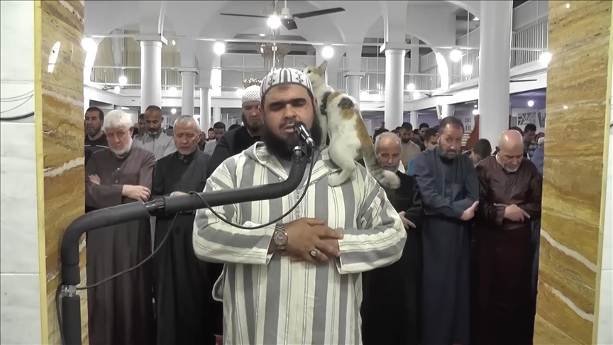 Kitty's climb onto praying Algerian imam goes straight to viral