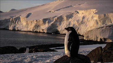 In scientific 1st, Turkish team sights emperor penguin chick on Horseshoe Island, Antarctica