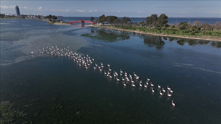Türkiye welcomes thousands of flamingos Türkiye welcomes thousands of flamingos