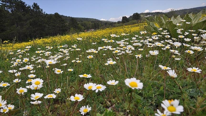 Homeopathy treats diseases naturally by balancing life-force, say advocates