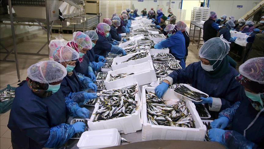 Экспорт рыбы и аквакультур из Турции в 2022 году превысил $1,5 млрд