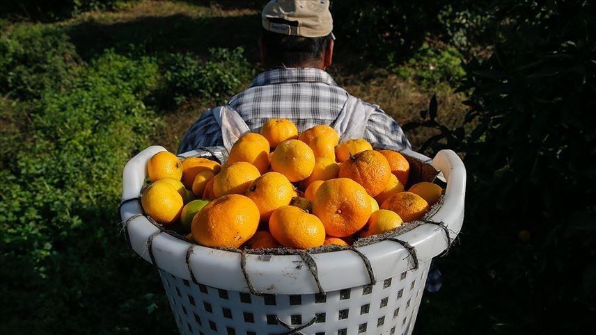Экспорт цитрусовых из Турции за три месяца вырос на 12%